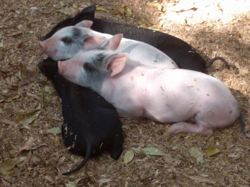 Cuteness! Pig Farm continues to thrive