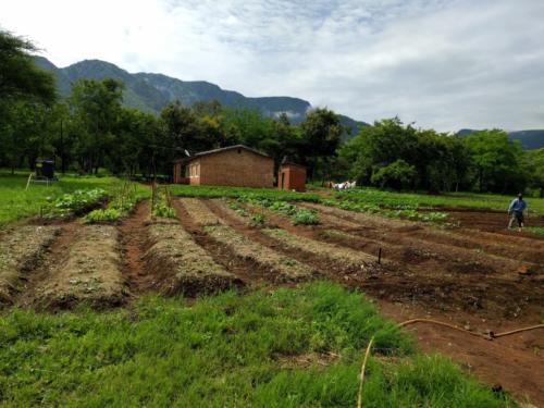 Raised Beds