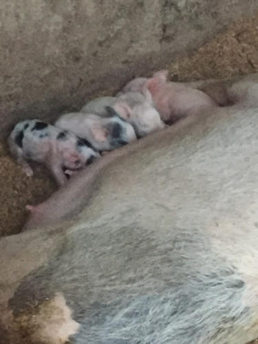 More piglets from this August